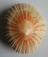 Cymbula miniata  Born, 1778